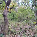 대안동 신흥사 구 대웅전 이미지