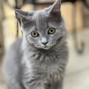 냥아치카페 이미지