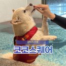 아쿠아휘트니스 | 강아지 수영장, 코코스퀘어 아쿠아피트니스 수업