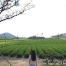 춘심이네 식당 이미지