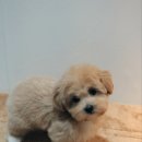 청주 강아지 분양 리몽드 퍼피 켄넬 | 청주 강아지분양을 리몽드로 선택 해야하는 이유!!