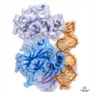 세포 자살(Apoptosis) - 쉽게 풀어놓은 짧은 글입니다~ 이미지