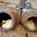 개미농장 2농장 이미지