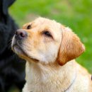 도기헤븐 이미지