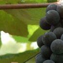 계명농장 이미지