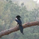 그리움 무 이미지