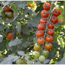 호랑이농장 이미지