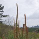 에덴자연치유