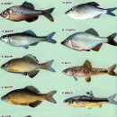 고기도감 이미지