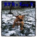 Awesome kennel 이미지