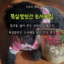 복실방앗간 | 복실방앗간 오사케칩 비건 100% 채소 수제간식 후기｜강아지수제간식·컬리샛별배송강아지간식 추천