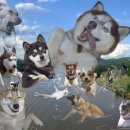 언니네강아지 이미지