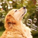 이쁜강아지 이미지