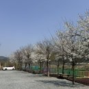 단양 벚꽃캠핑 ; 무지개오토캠핑장 내돈내산 후기
