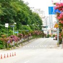 배롱나무거리 이미지