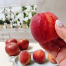 강원도사과와 복숭아 쭌과일가게 맛있는 속초과일가게 후기