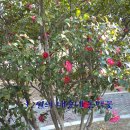 부산곰장어 이미지