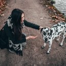 댕댕이애견 이미지