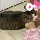 피비오 이미지