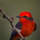 Vermilion Flycatcher 이미지