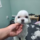 배츄네펫살롱 이미지