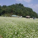 봉평메밀 이미지