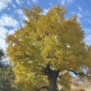 말하는 은행나무 | 대구 근교 단풍명소 경북 칠곡<말하는 은행나무>주차 꿀팁포토존 후기