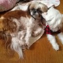 뽀삐애견 이미지