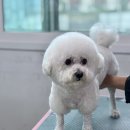 울산애견미용학원