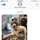 갤럭시펫 애견미용 이미지