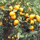 산지농장 이미지