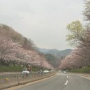 로하스 해피로드 | 대전 대청호 벚꽃축제길 일정 드라이브 데이트코스 실시간