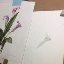 (신매점)식물세밀화 색연필 보타니컬아트(월)9:30 | artDAL은 수업중 _ 정관보타니컬아트/식물세밀화/꽃세밀화/수채색연필화