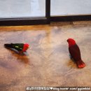 잔디네앵무새카페