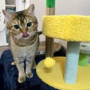 제이캣 | [공지] [리뷰] 🐱 꽁냥꽁냥제이에서 고양이 스크래쳐 캣타워를 구매했어요!