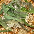 내고향국밥 국수 이미지