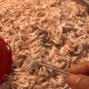 광천역전토굴새우젓 이미지