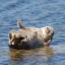 캣스토리 이미지