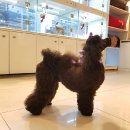 마이티 그루밍 이미지