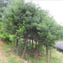 두촌관광타운 이미지