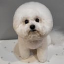 코코아도그 이미지