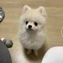 멍뭉네 이발관 이미지