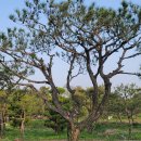 조형주유소 이미지