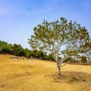 추사고택 월성위 묘앞 이미지