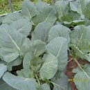 무지개회집 이미지