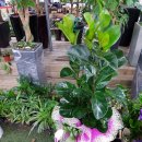 꽃보다당구장 이미지