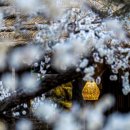 매실사랑펜션 이미지