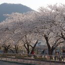정읍 천변 벚꽃길 주변(동신초등학교) 이미지