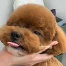 보드레 애견미용실 이미지