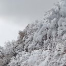 눈꽃이피다 이미지